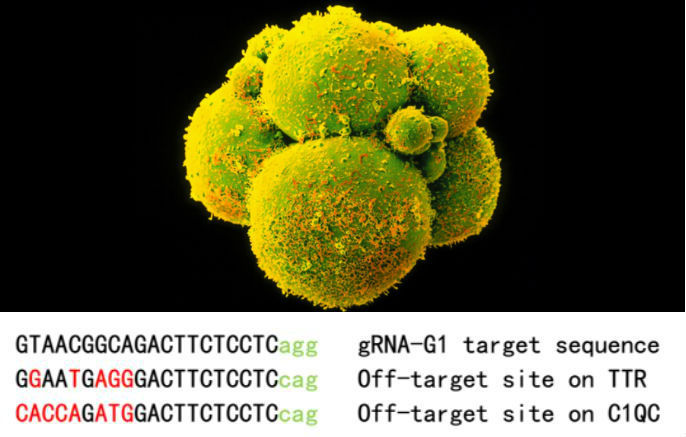Human embryos successfully edited by Chinese researchers