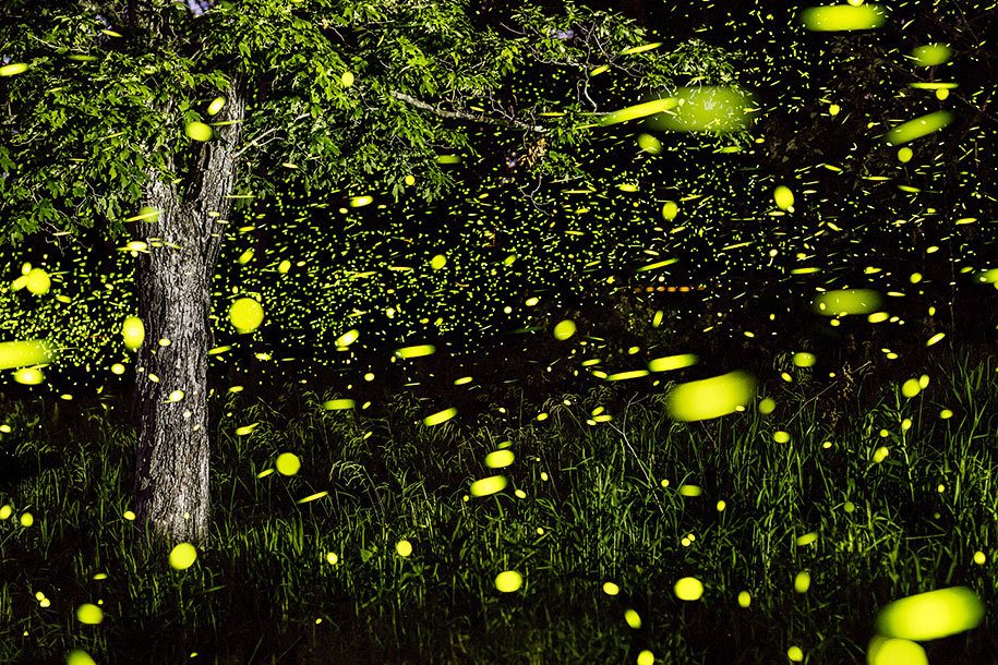 Fireflies: Time Lapse Photography by Vincent Brady